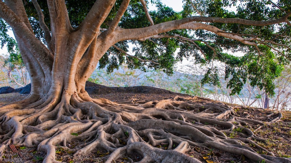 Gloria nel Cammino Retto