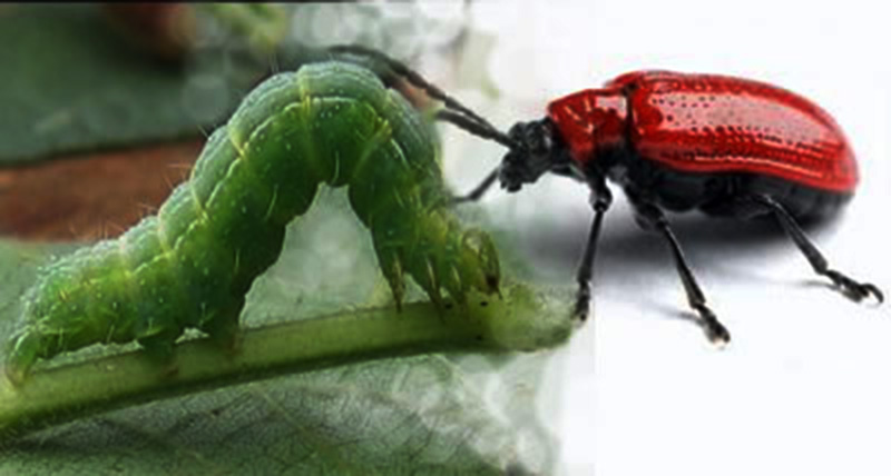 Il vero amore: La amicizia