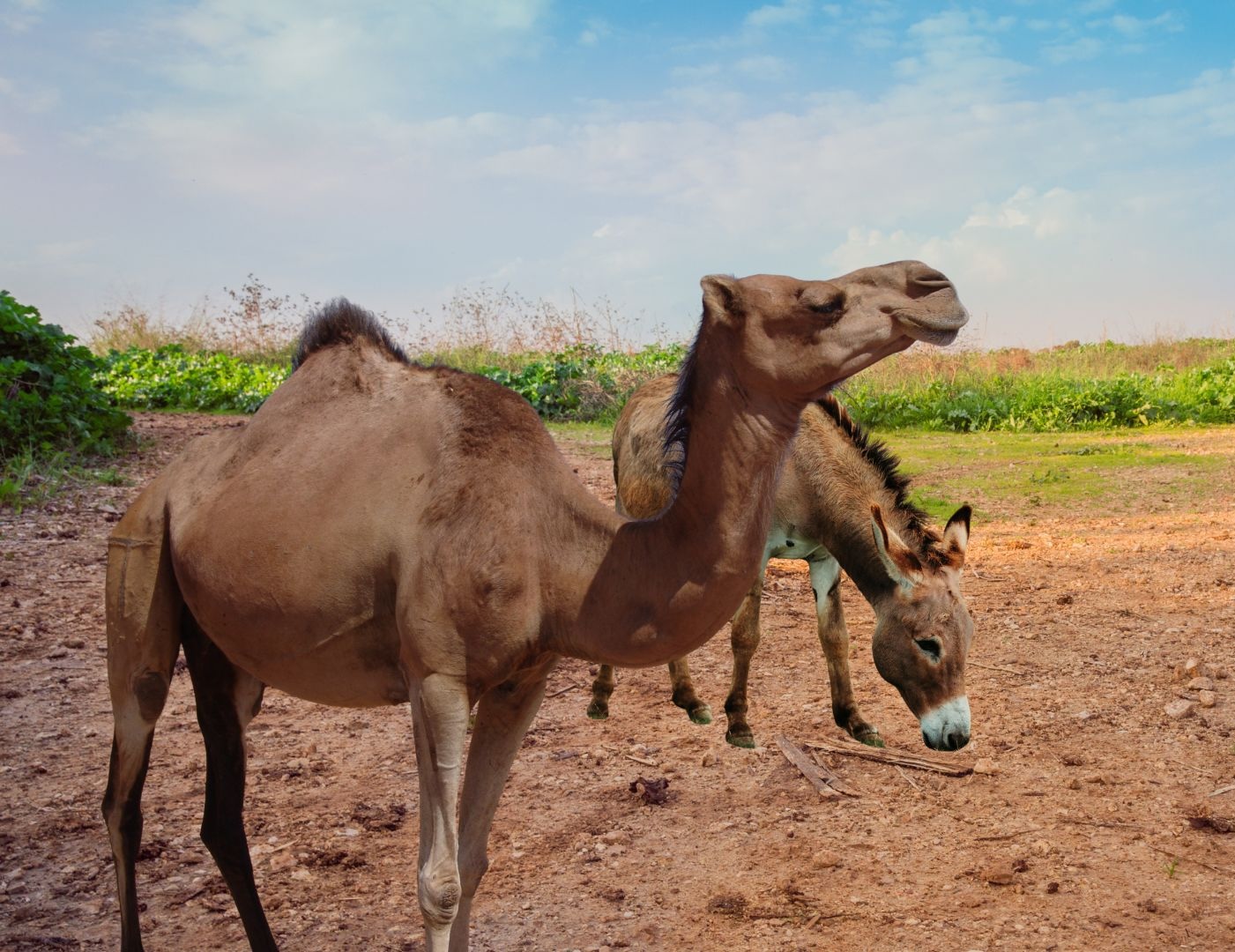 Costruisci ora, guardando al futuro