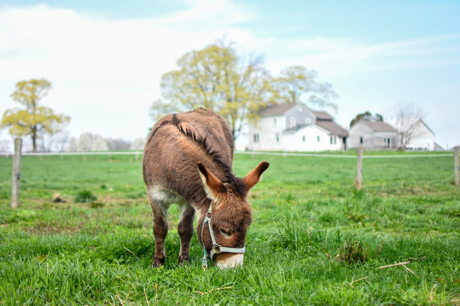 Brillerete con la verità
