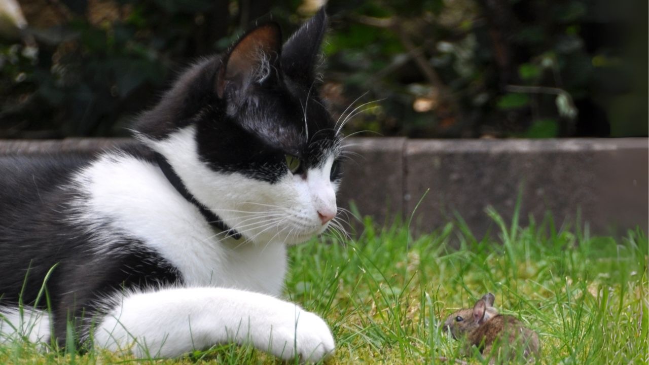 Apprendere e togliersi l'ignoranza