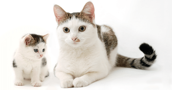  Felicità giorno per giorno