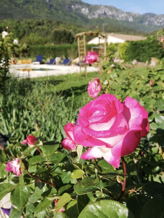 Pianta un roseto: Liberati dal possesso