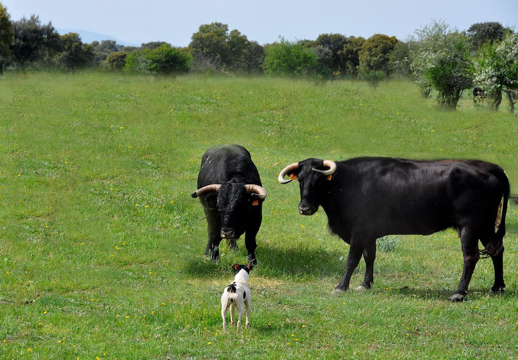Non c'è nessuno di superiore!