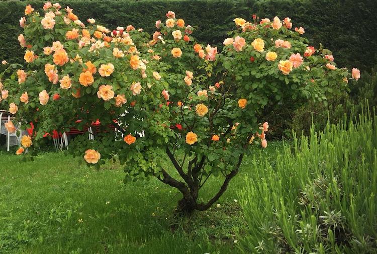 La conoscenza di una vita