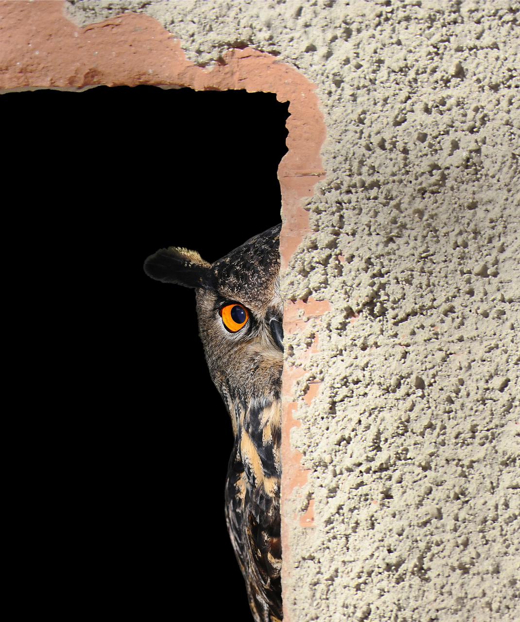 Intuizione e fiducia